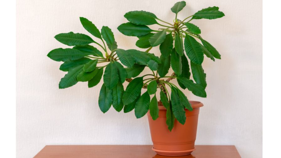 Madagascar Jewel