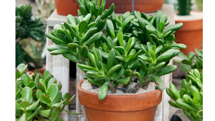 jade plant