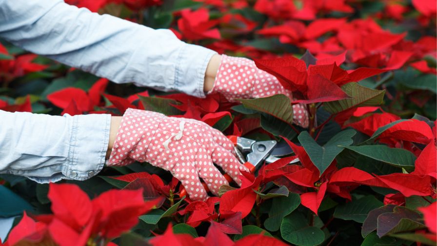 prune poinsettia