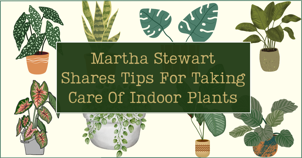 Martha Stewart Shares Tips For Taking Care Of Indoor Plants ...